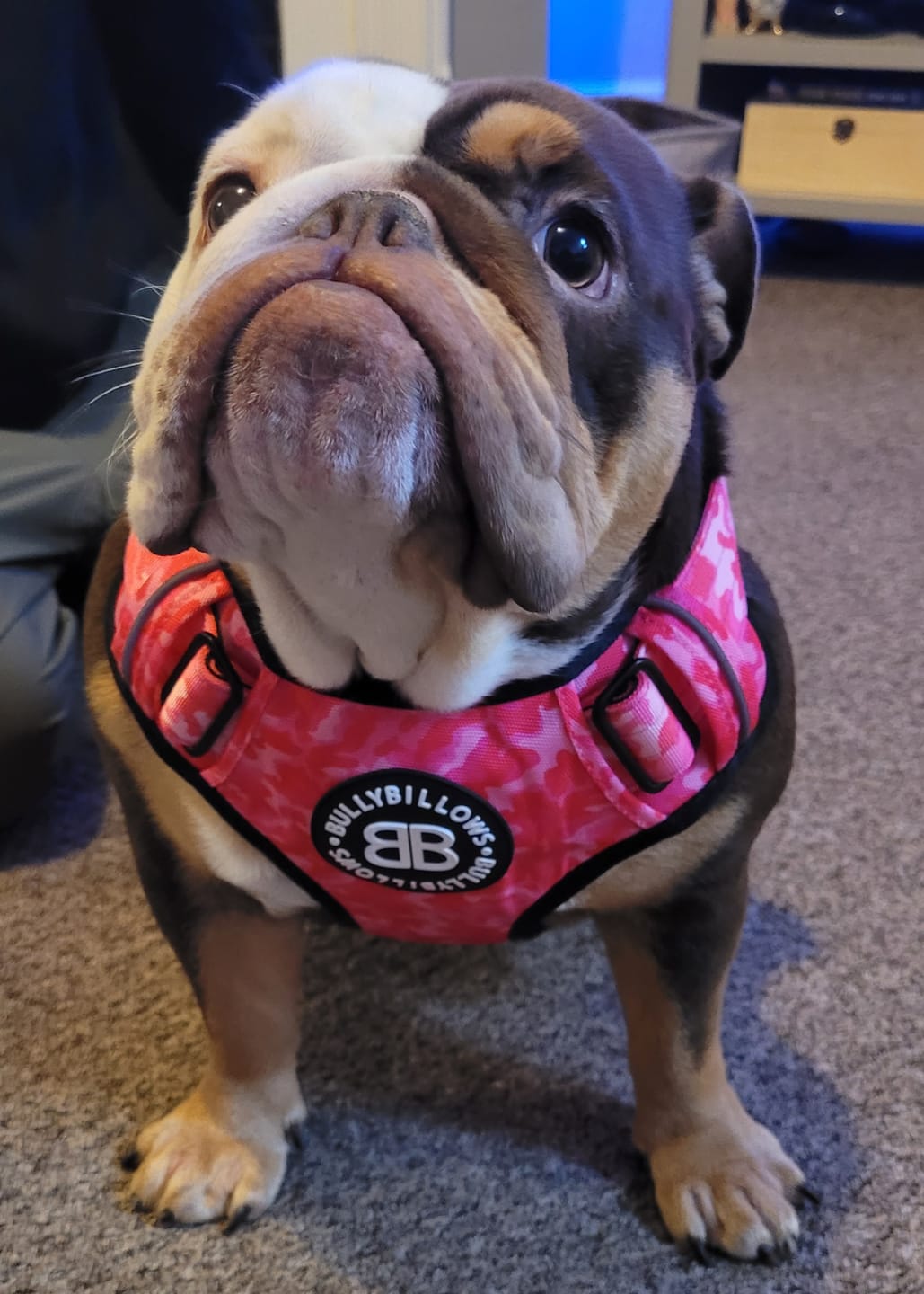 Customer photo review of Comfort Premium Harness | Non Restrictive - Bubblegum