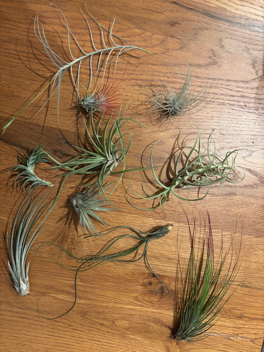 Customer photo review of 10 Pack Premium Air Plants Mix  *Cannot Be Shipped Internationally*