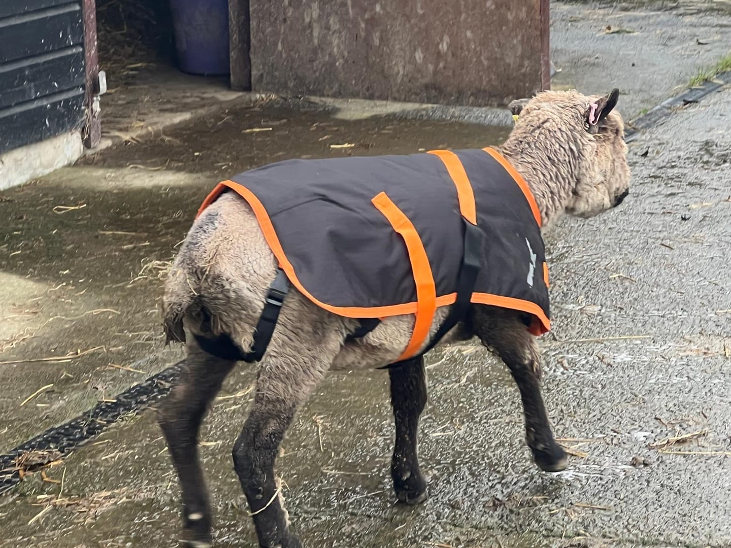 Customer photo review of Sheep Coat | Waterproof