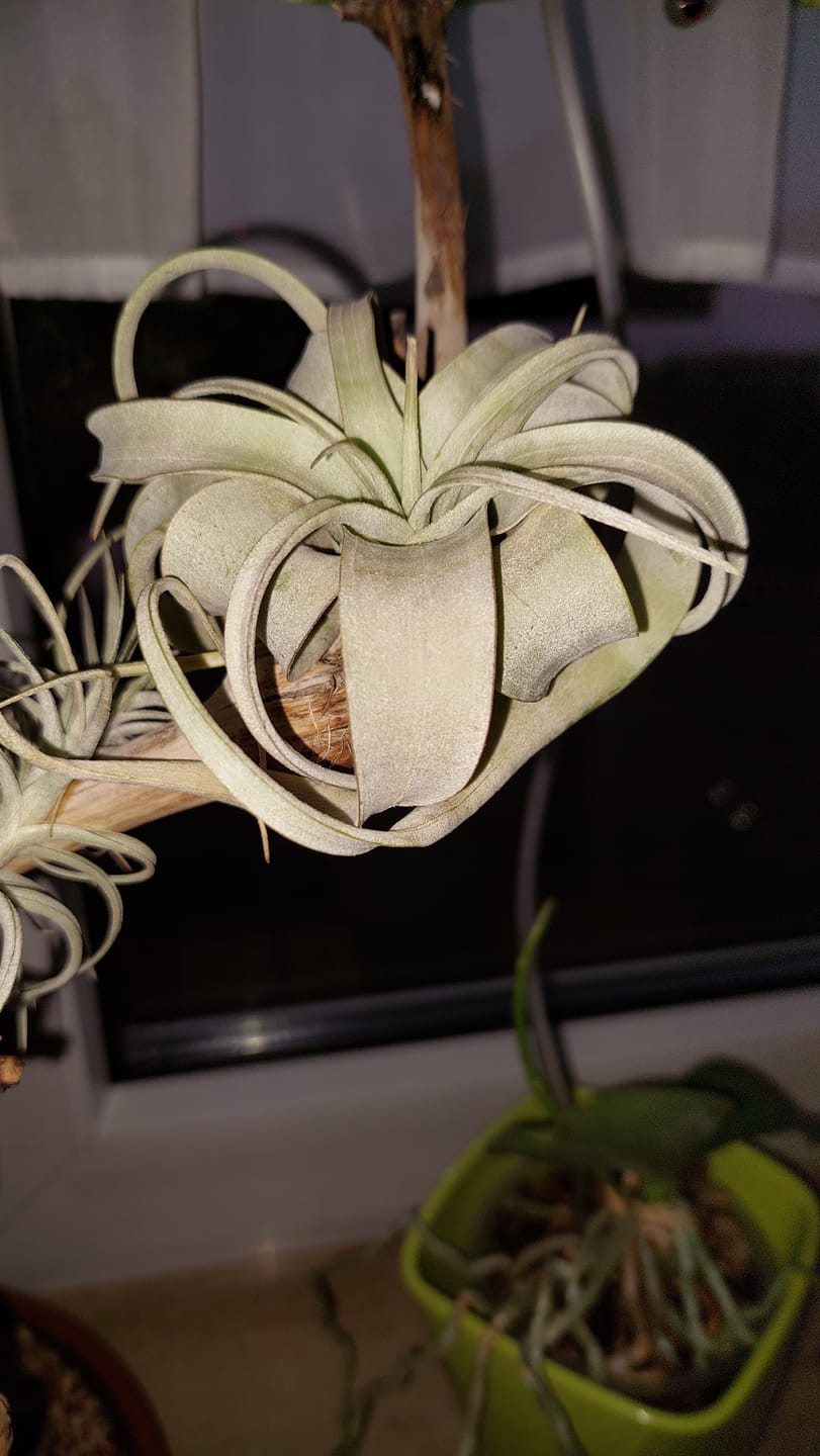 Customer photo review of Tillandsia xerographica 'Bonsai'