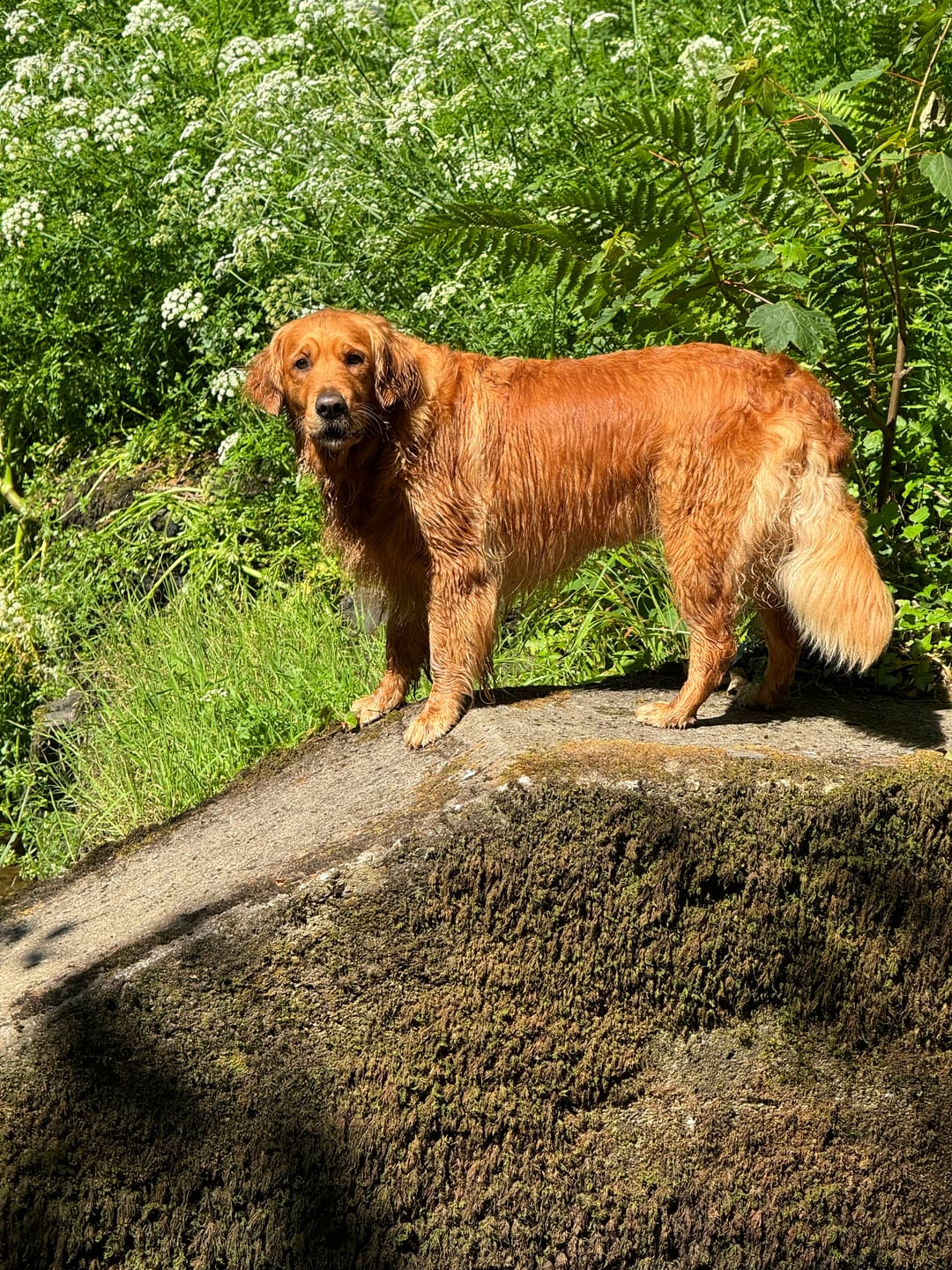 Customer photo review of Scottish Salmon Oil for Dogs & Cats
