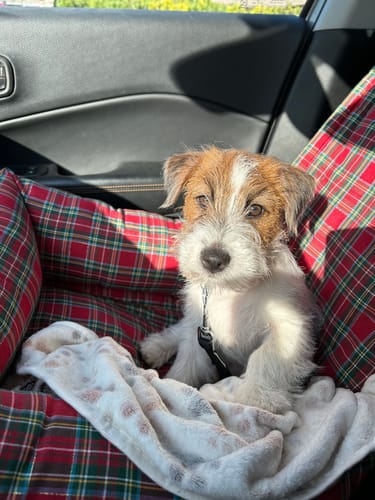 Customer photo review of Seggiolino Auto Cotone Scozzese Rosso taglia M