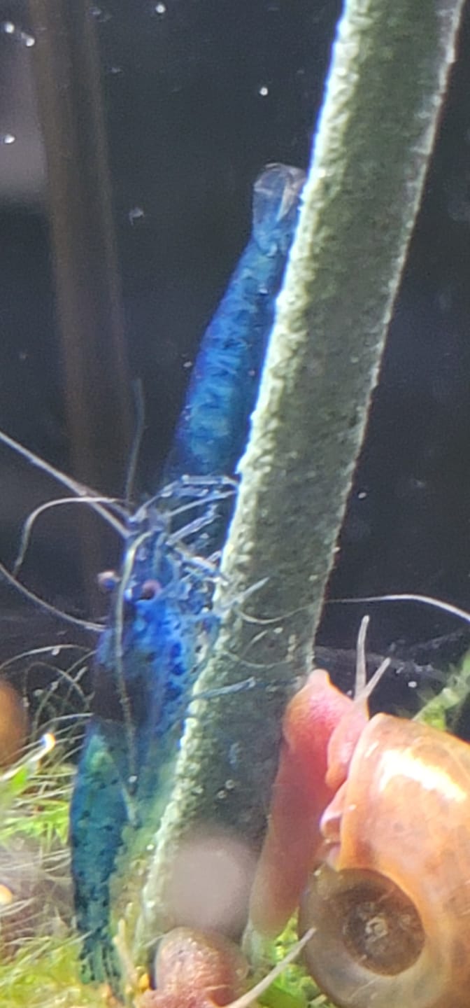 Customer photo review of Shrimp Lollies