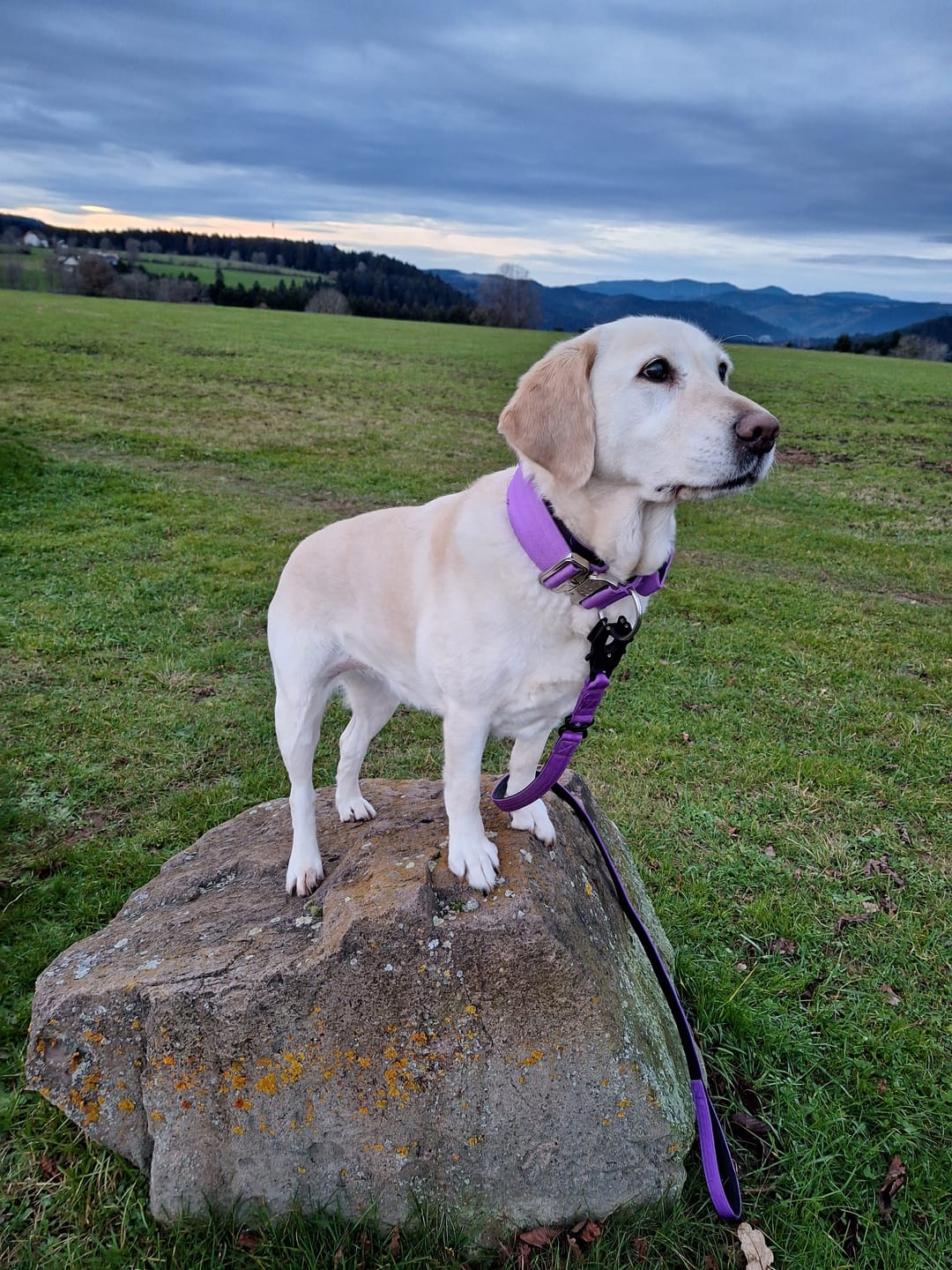 Customer photo review of 1.4m Swivel Combat Lead | Anti-Tangle & Secure Clip - Purple