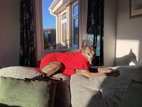 Customer photo review of Fleece Sighthound Base-Layer Coat with Underbelly and Snood