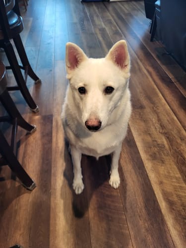 Customer photo review of Collagen Puptides