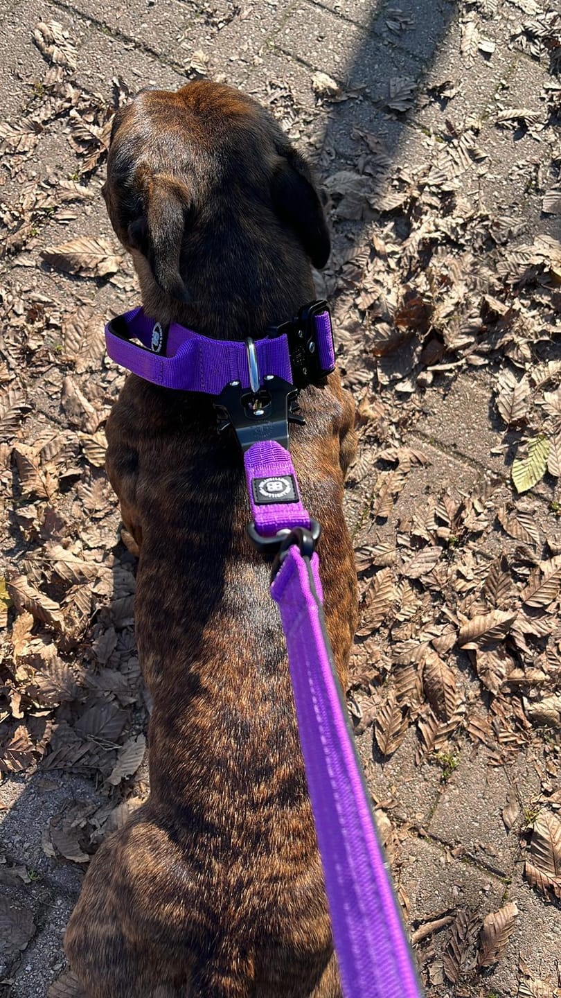 Customer photo review of 4cm Combat® Collar | Handle & Rated Clip - Purple