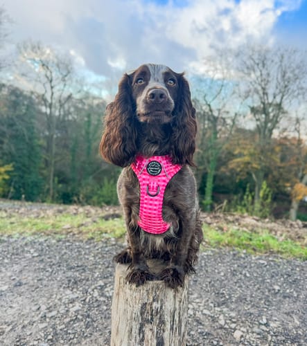 Customer photo review of Tough Trails™ Harness -  Paws To Check
