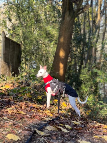 Customer photo review of Sighthound Escape Proof Harness