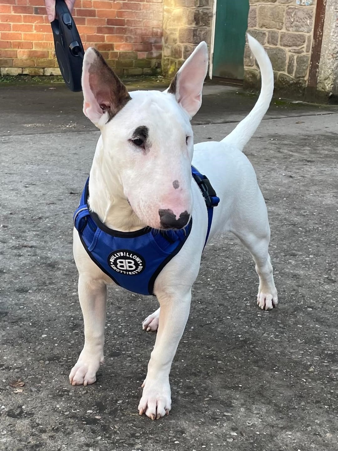 Customer photo review of Comfort Premium Harness | Non Restrictive - Blue