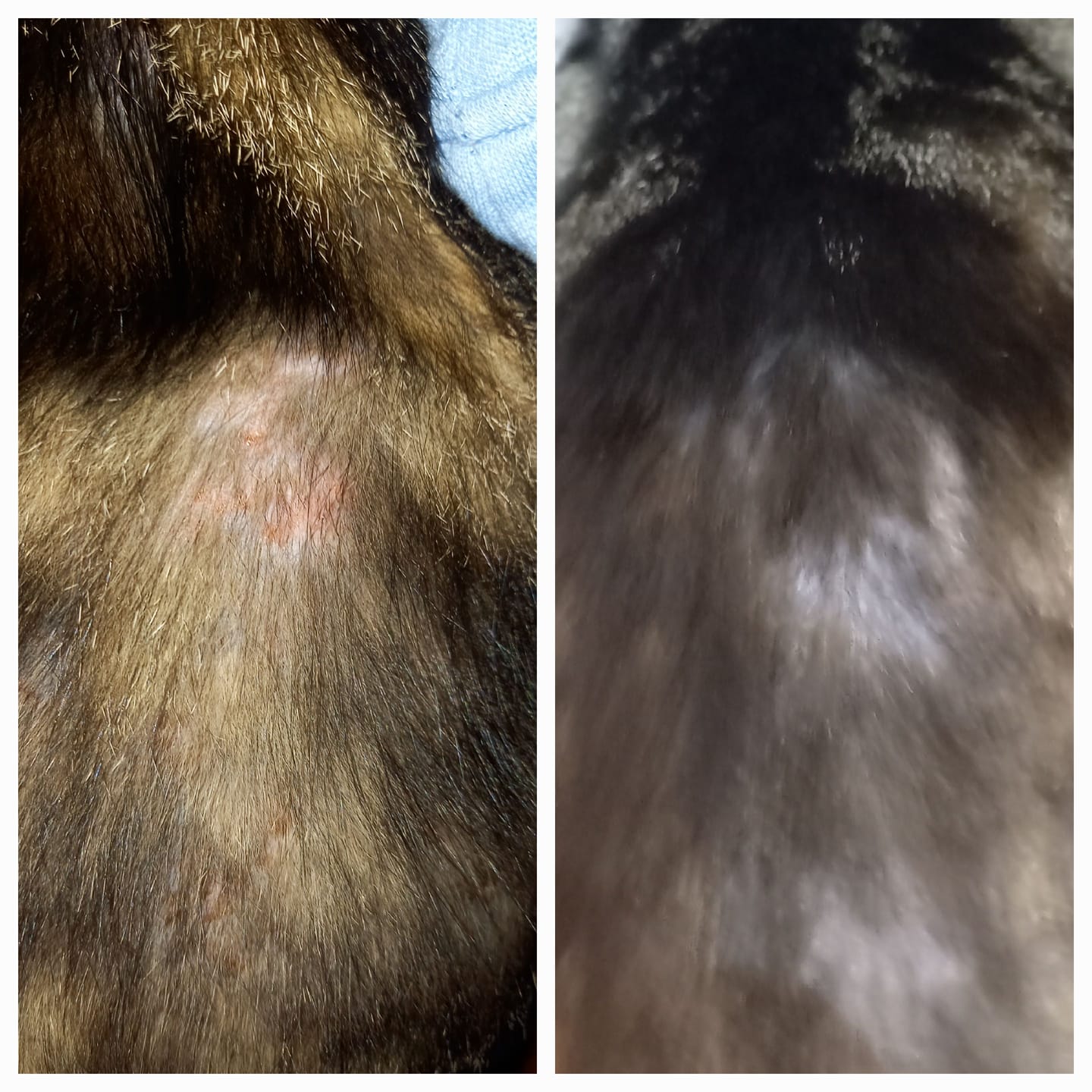 Customer photo review of Cat Duo Pack