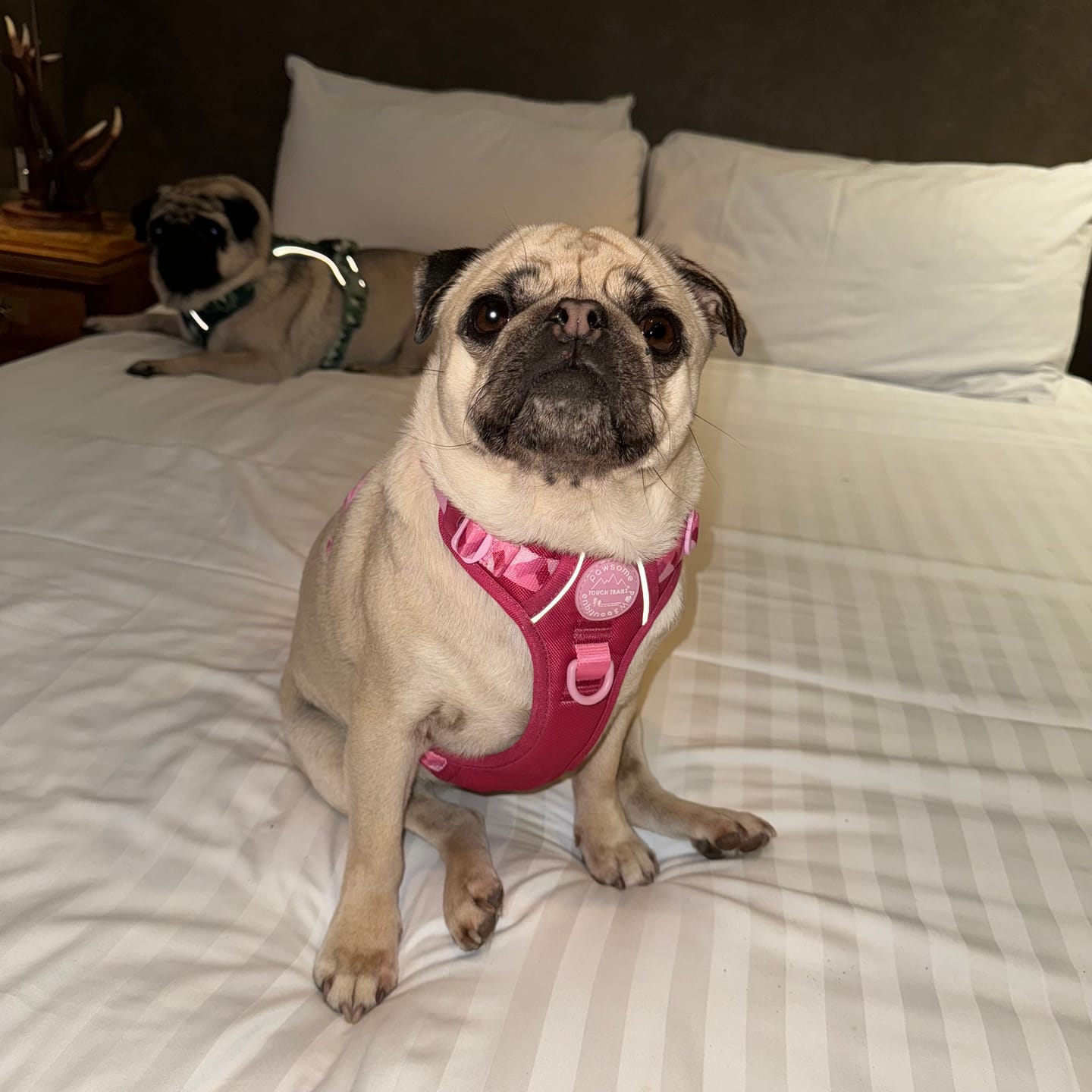 Customer photo review of Tough Trails™ Harness - Walkies Ready® Raspberry Pink