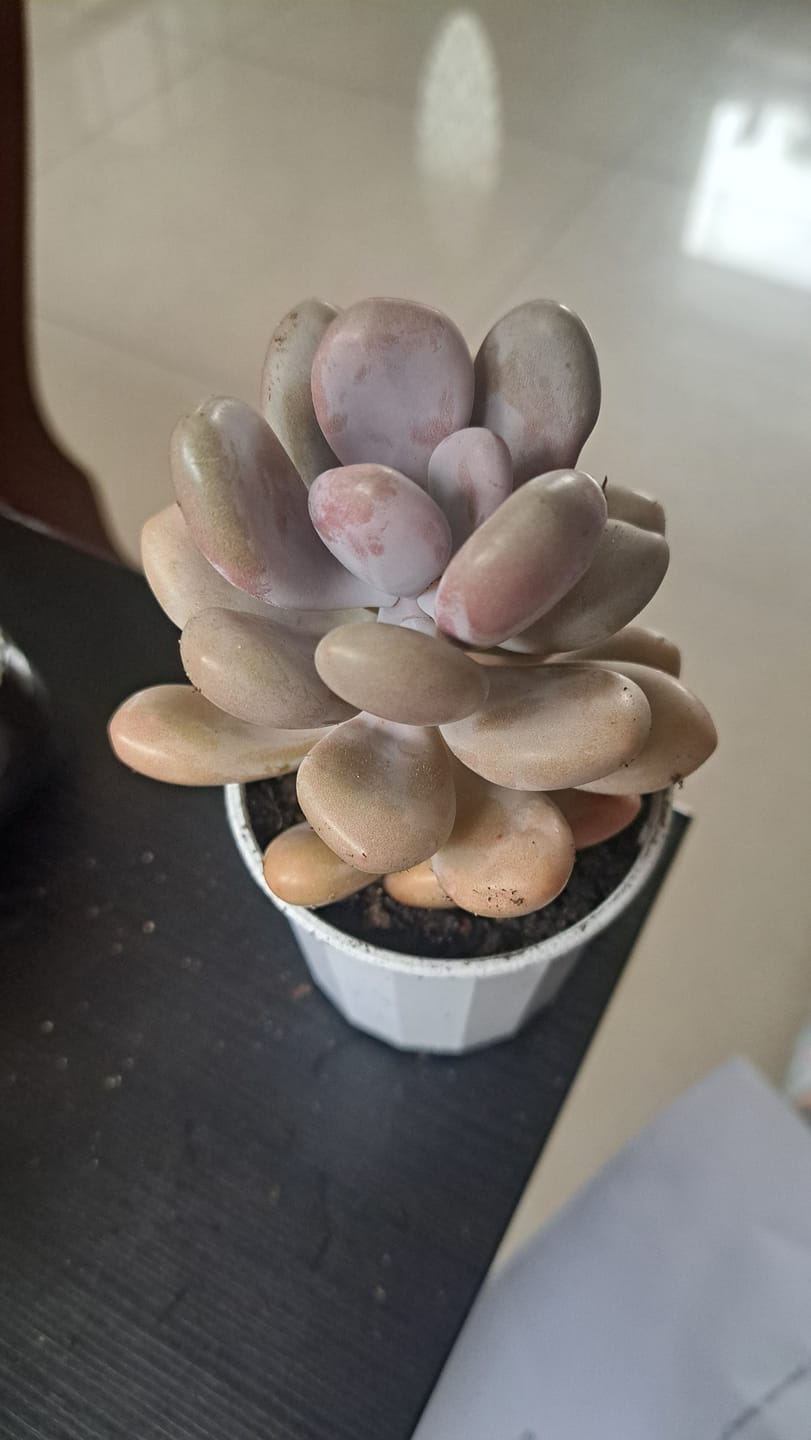 Customer photo review of Graptopetalum amethystinum - Lavender Pebbles