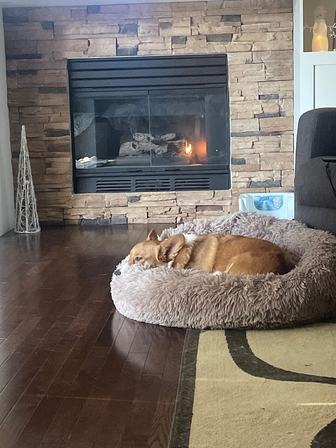 Customer photo review of Calming Dog Bed