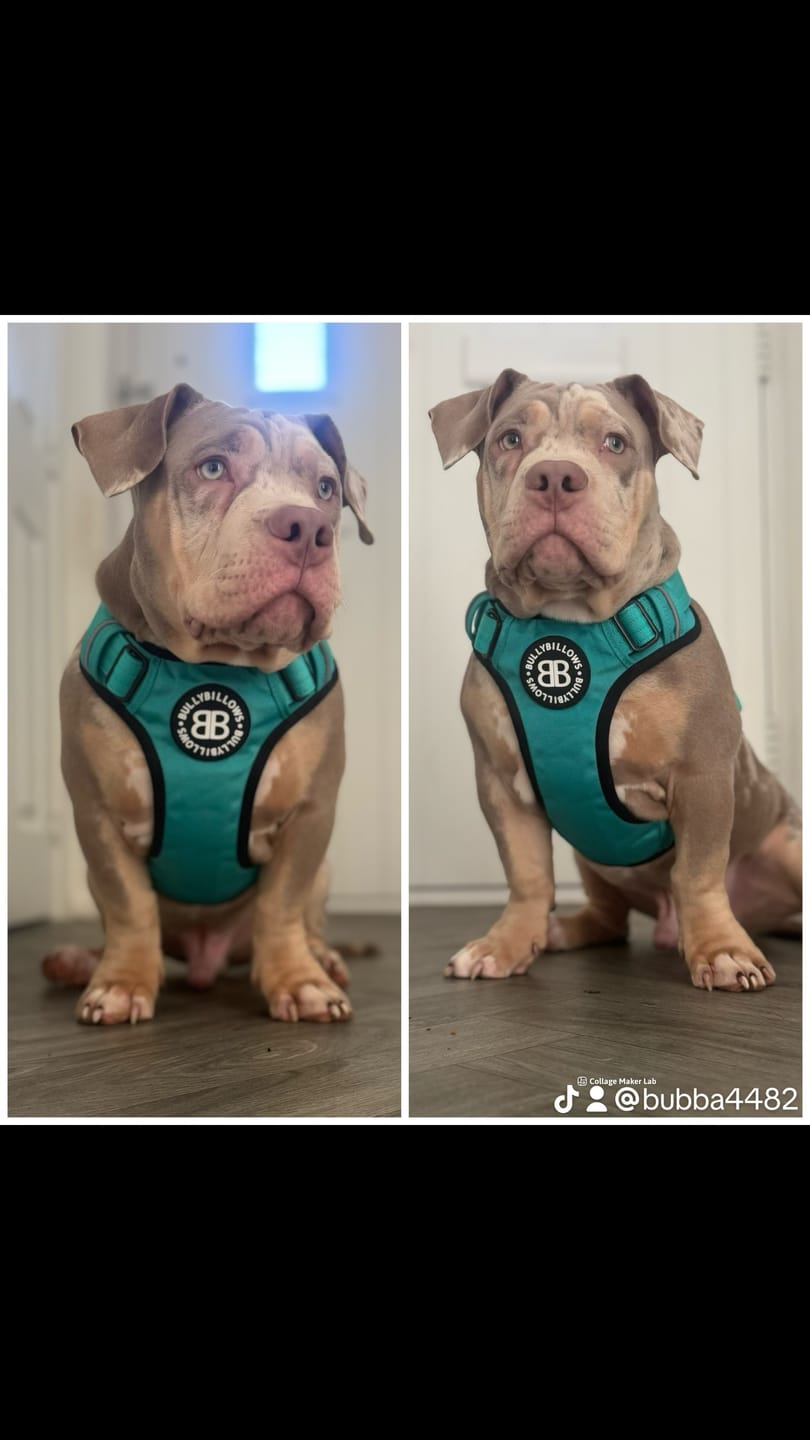 Customer photo review of Comfort Premium Harness | Non Restrictive - Turquoise