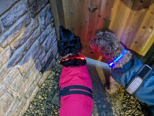 Customer photo review of Rechargeable Light-Up Dog Safety Collars