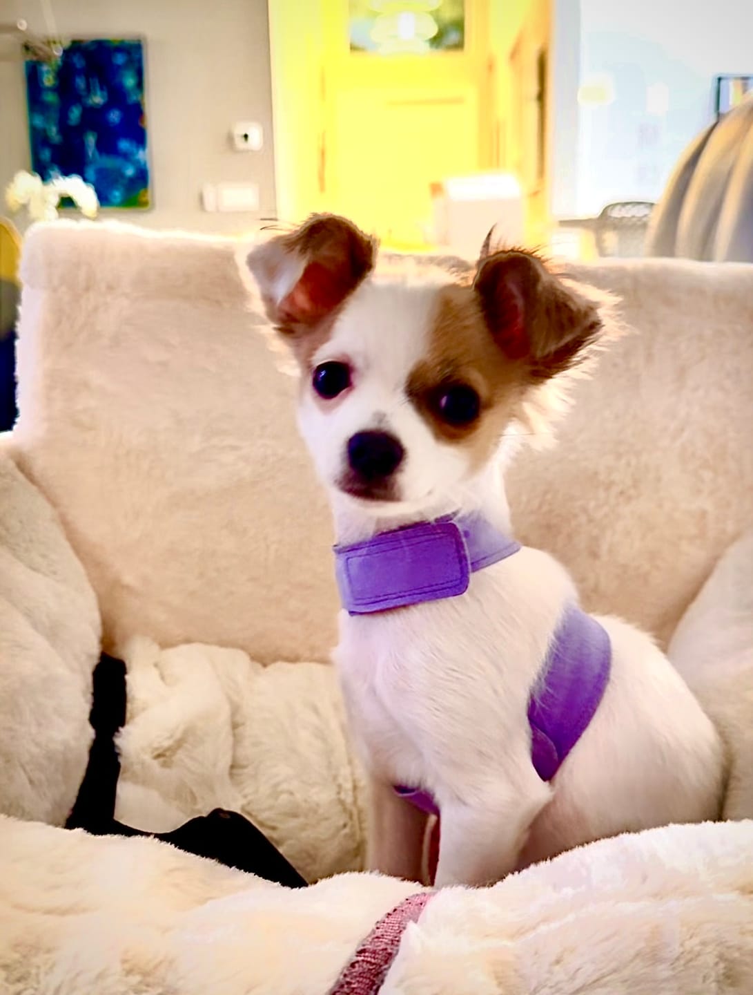 Customer photo review of Luxury Dog Car Seat Bed - Ivory