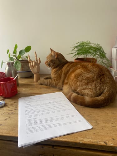 Avis photo d'un client sur Croquettes Chat Stérilisé Sans Céréales - Poulet