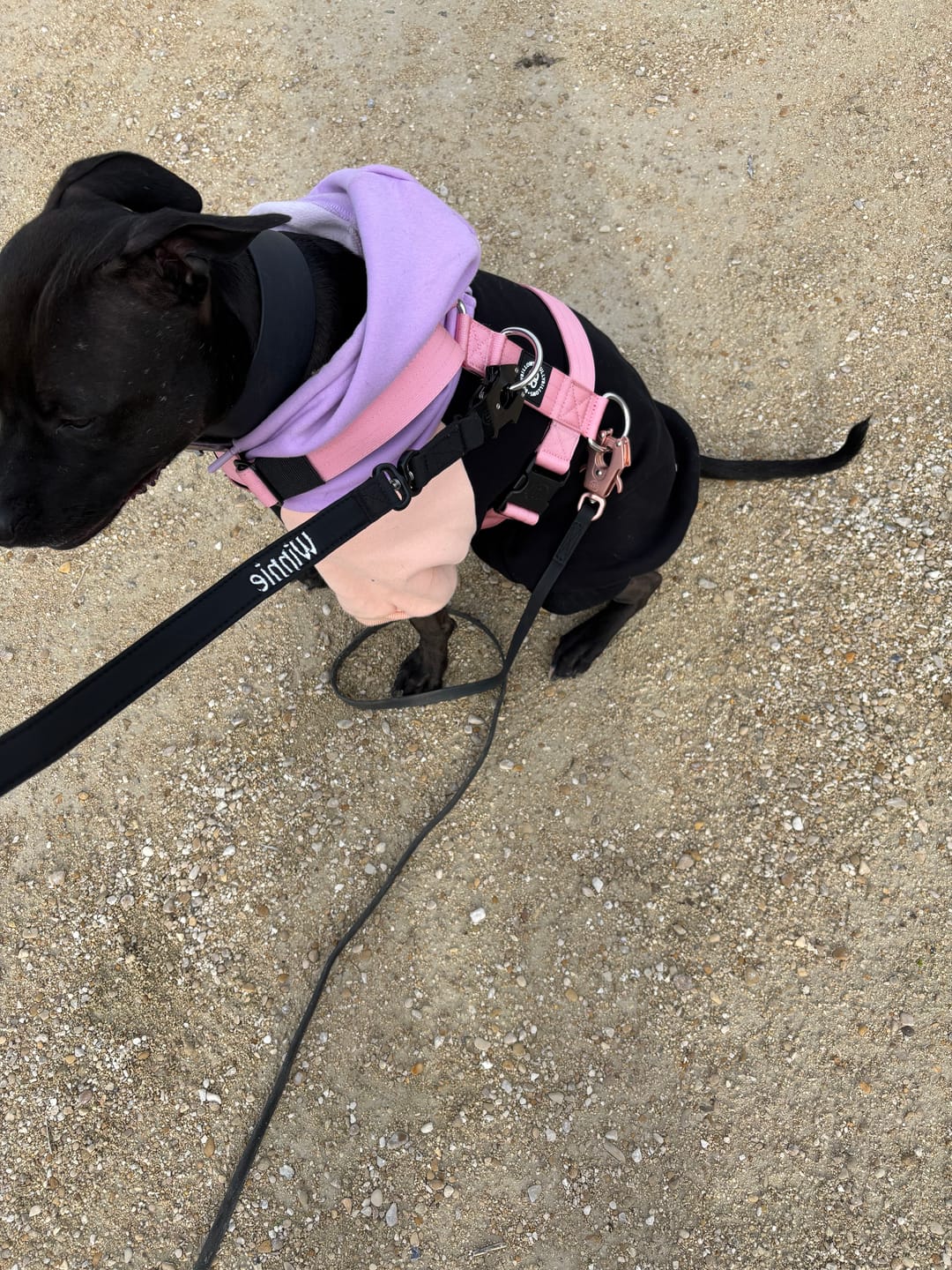 Customer photo review of Training Anti Pull TRI-Harness® | M-XL Breeds - Pink