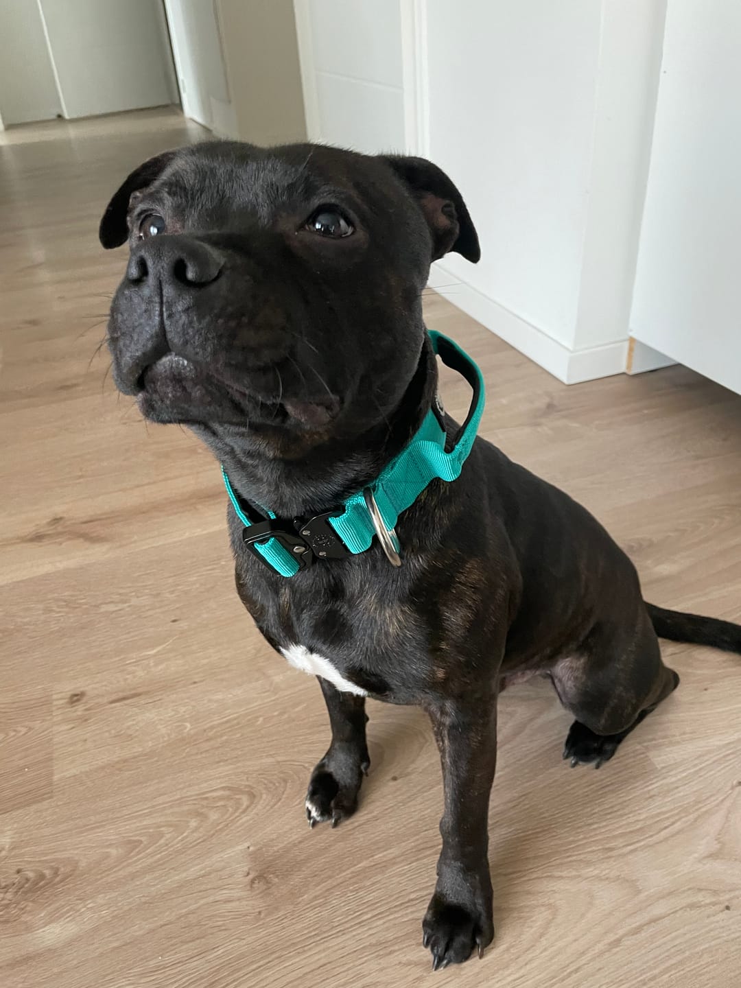 Customer photo review of 4cm Combat® Collar | Handle & Rated Clip - Turquoise