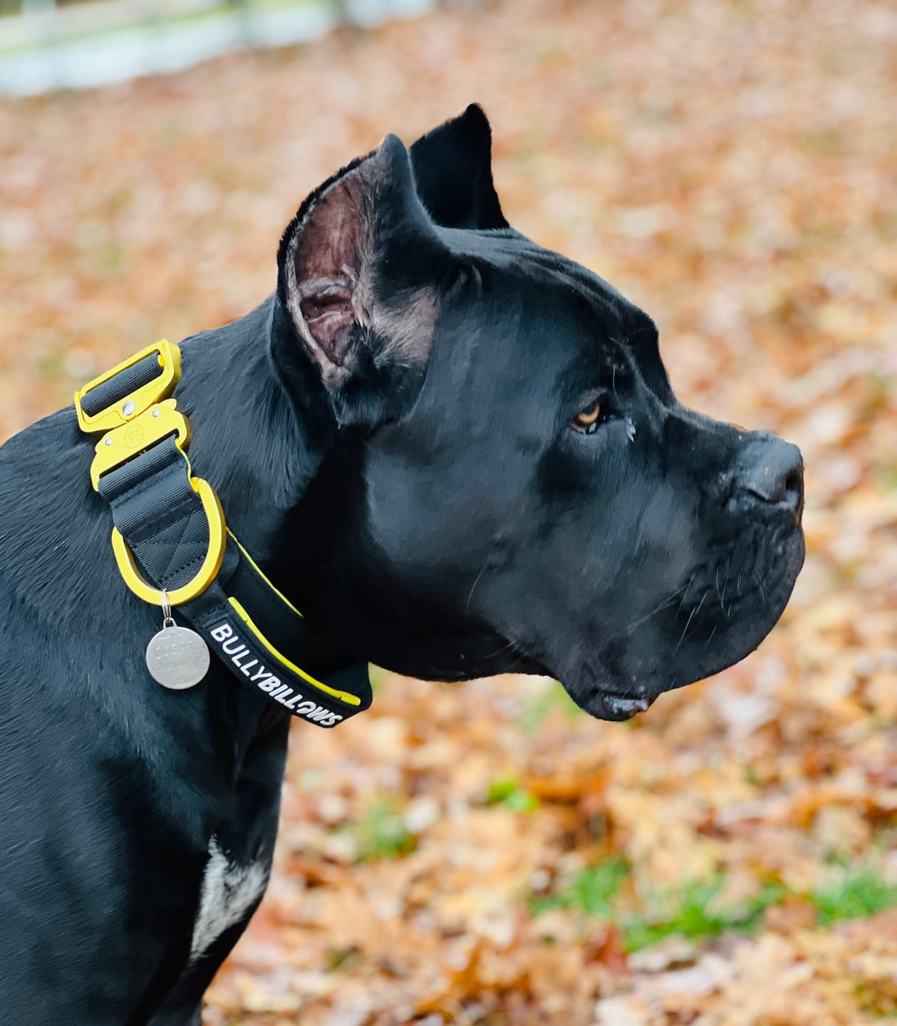 Customer photo review of 5cm Lighter Combat® Collar | With Handle Secure Clip - Black x Yellow