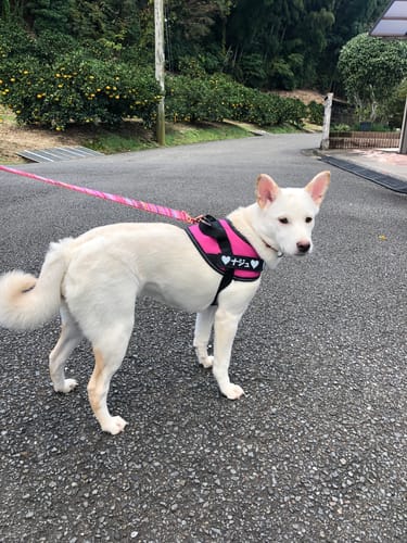 Customer photo review of FunFunPet 高機能ハーネス（お名前タグ作成サービス付き）