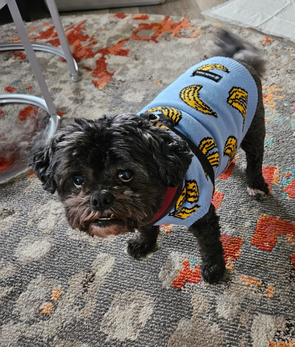 Customer photo review of Banana Knit Dog Sweater