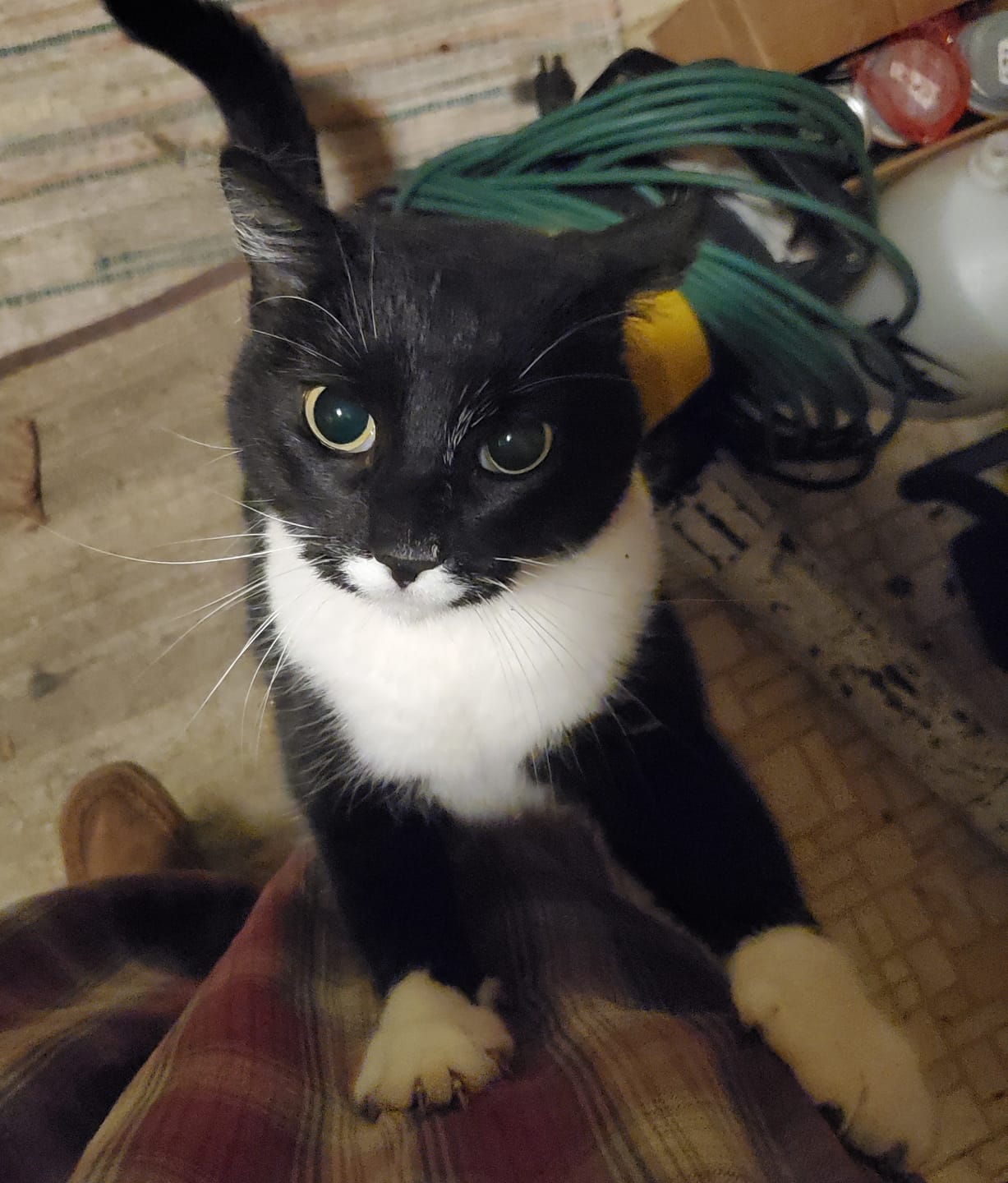 Customer photo review of Cat UTI & Kidney Support Remedy