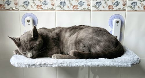 Customer photo review of Foldable Cat Window Hammock with Strong Suction Cups