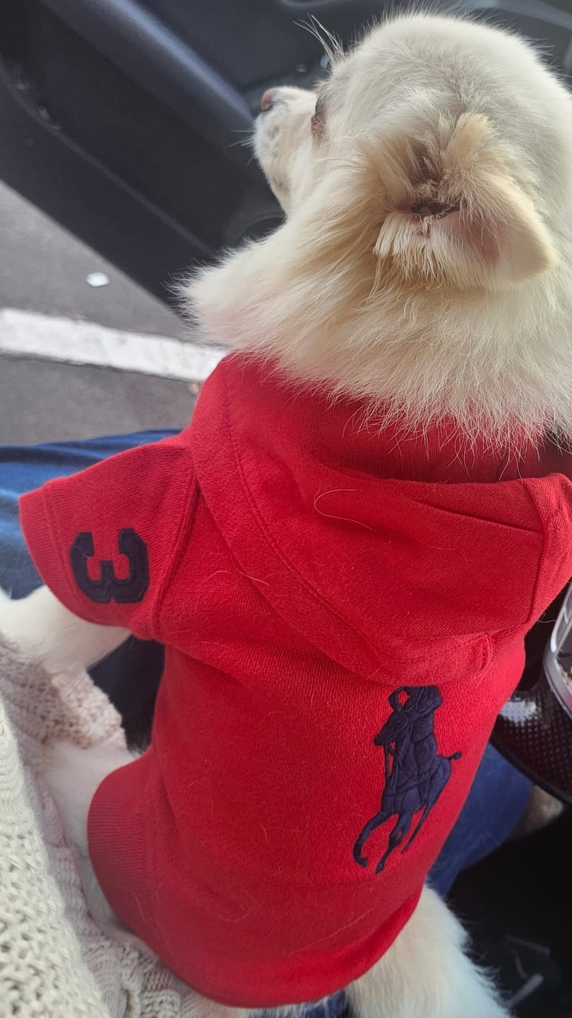 Customer photo review of Polo Ralph Lauren Big-Pony Fleece Dog Hoodie