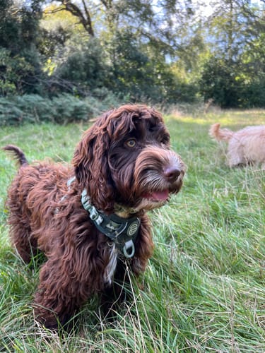 Customer photo review of Tough Trails™ Harness - Walkies Ready® Forest Green