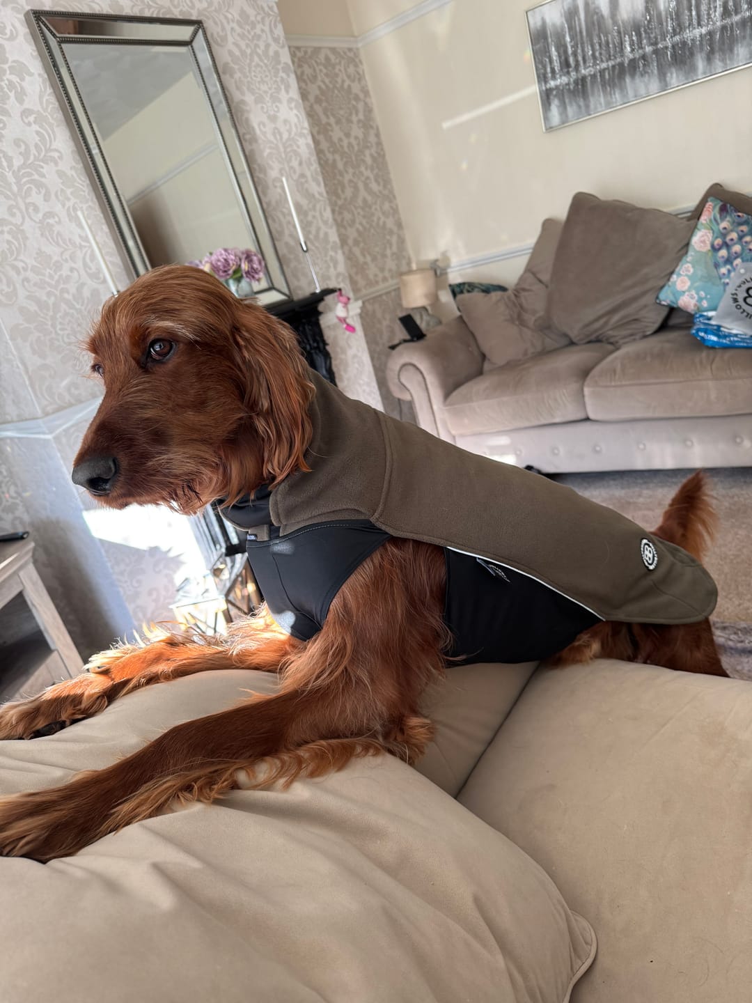 Customer photo review of Dog Fleece With Zip - Khaki