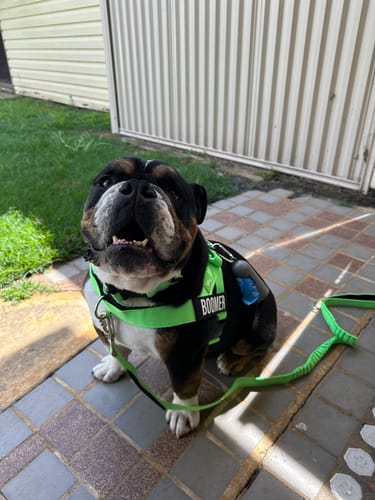 Customer photo review of Dog Lovers Pack