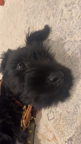 Customer photo review of Terracotta - Classic Biothane Dog Collar