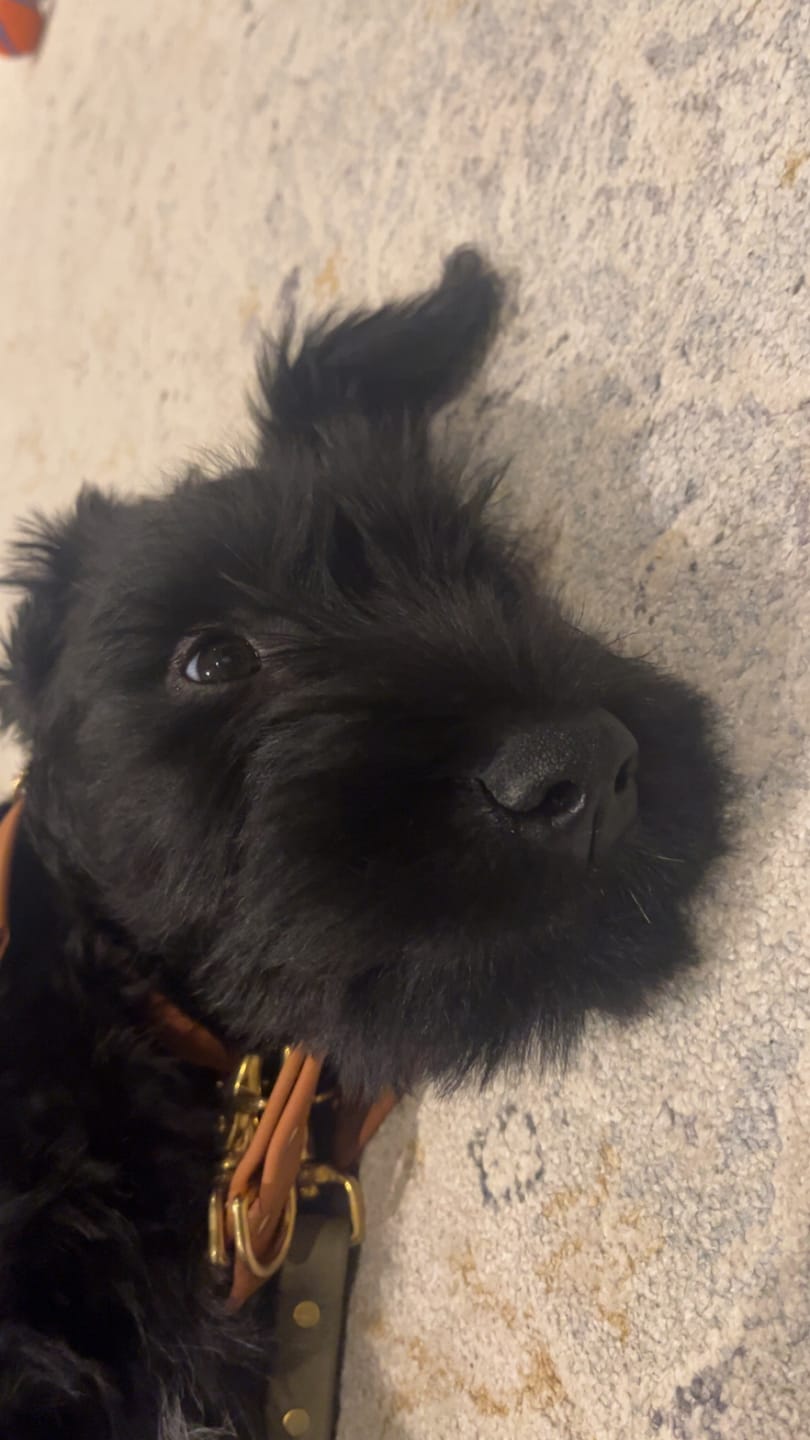 Customer photo review of Terracotta - Classic Biothane Dog Collar