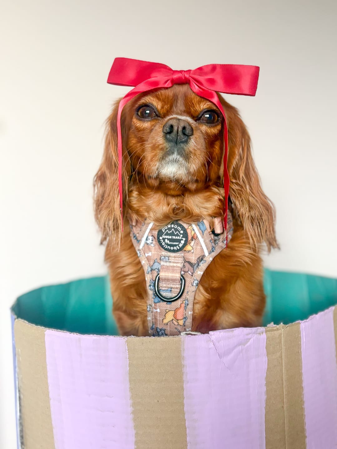 Customer photo review of Tough Trails™ Harness - Disney Dogs