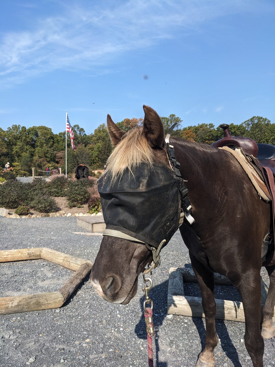 Customer photo review of EquiVizor Fly Mask - Standard