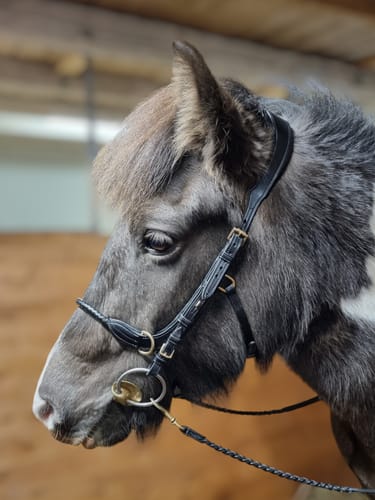 Customer photo review of Grace Multi Bridle - MASEGO bit to bitless system
