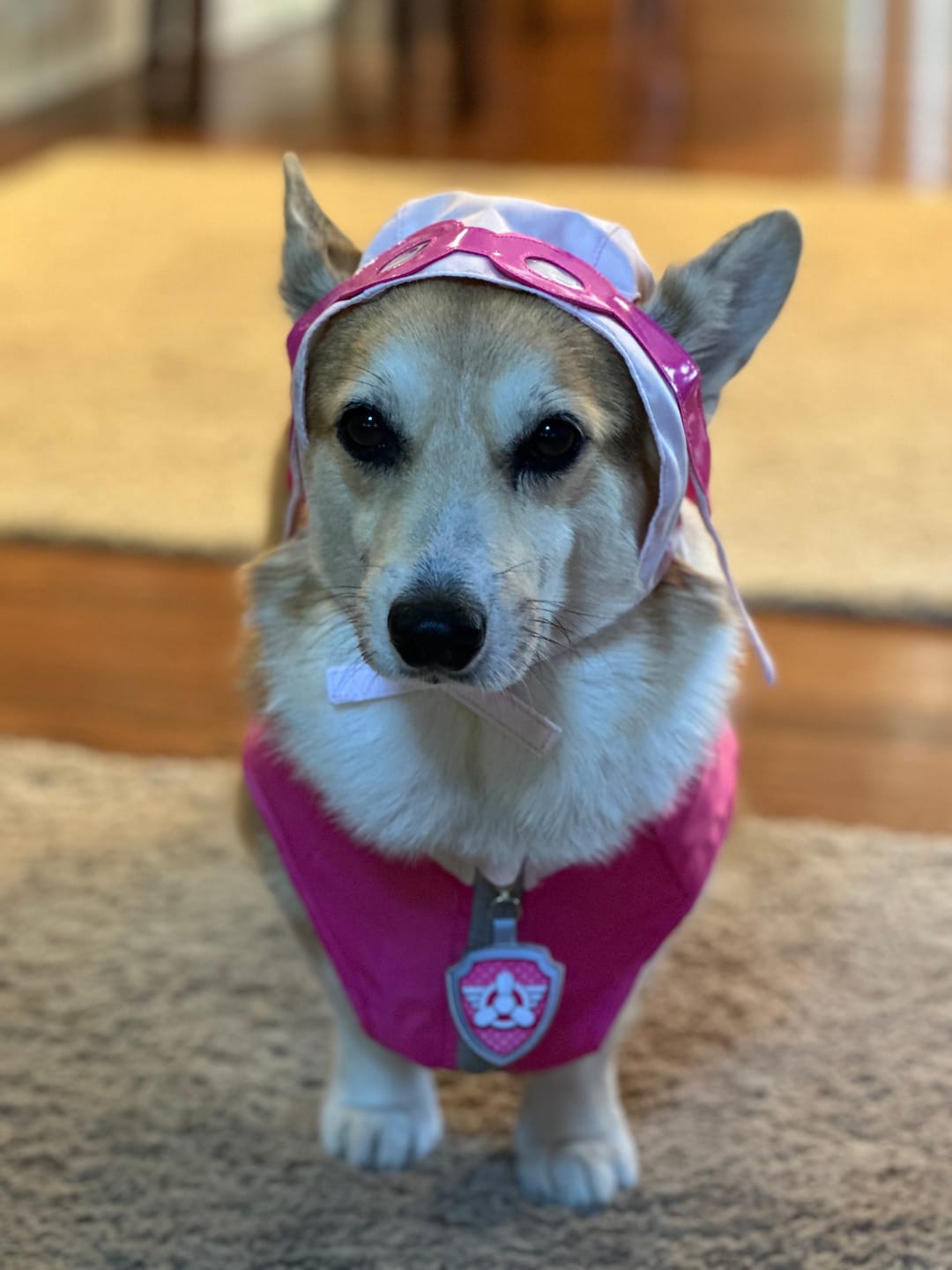 Customer photo review of Dog Costume (Skye)