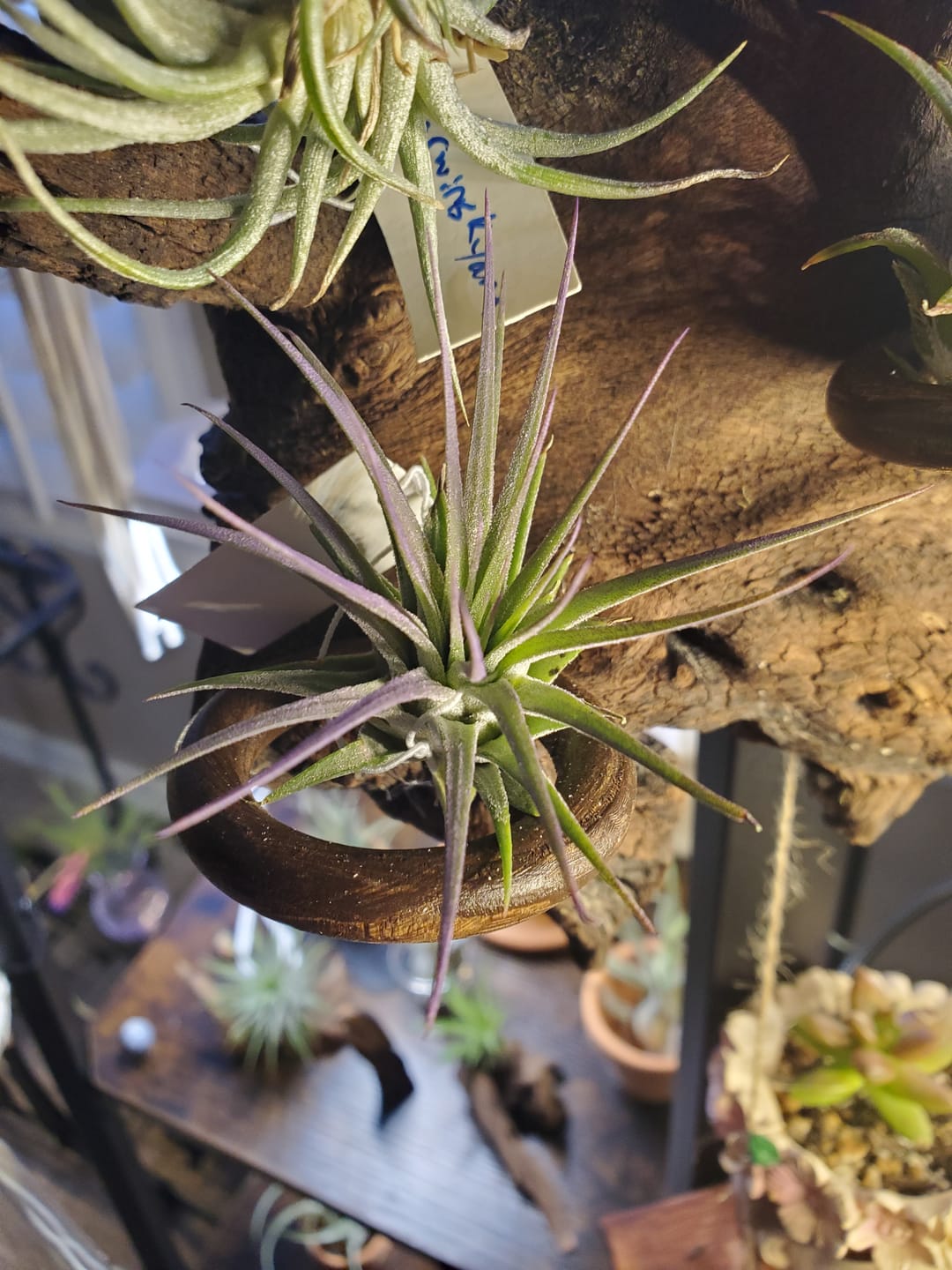 Customer photo review of Ionantha Lavender