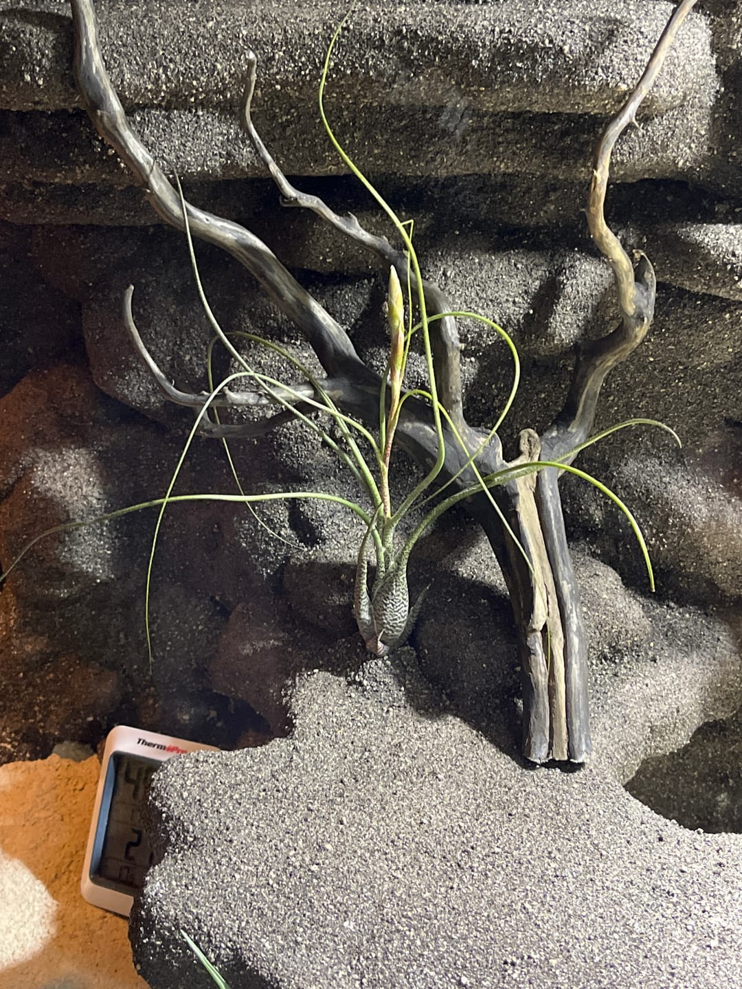 Customer photo review of Tillandsia butzii