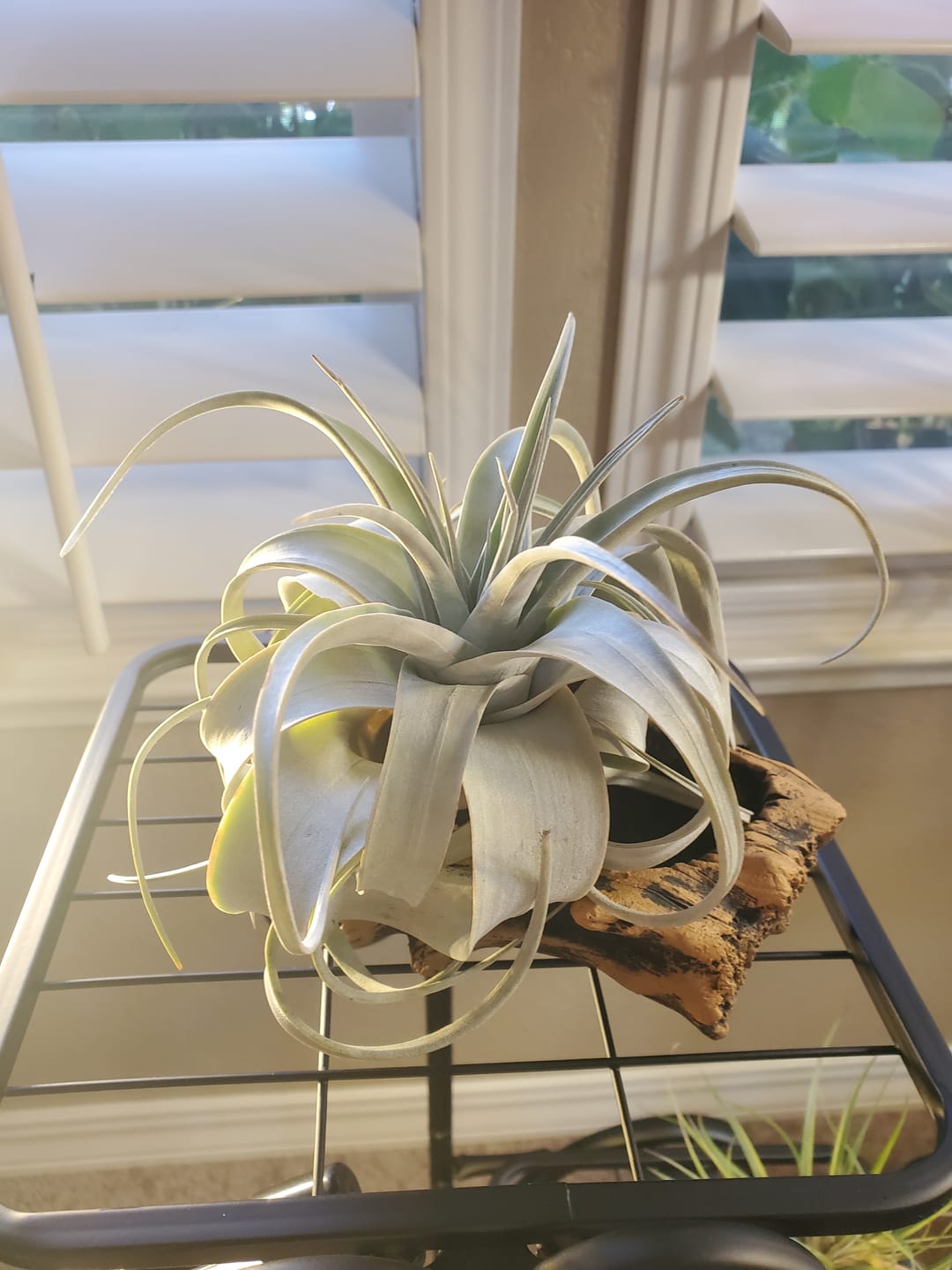 Customer photo review of Xerographica Thick Leaf Form  *Cannot Be Shipped Internationally*