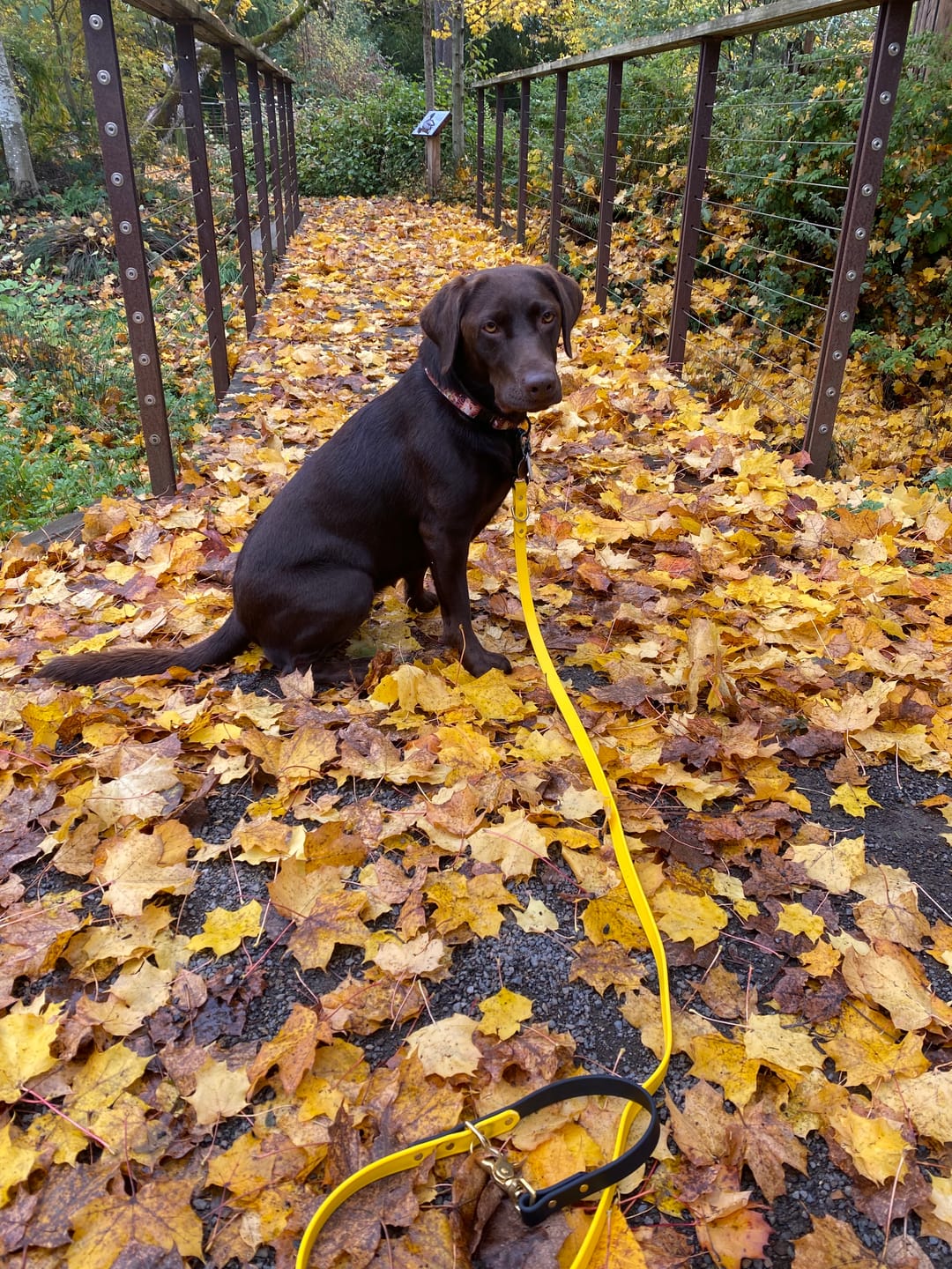 Customer photo review of Canary - Classic Biothane Dog Leash
