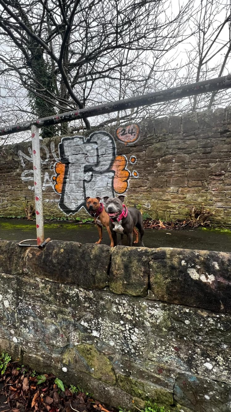 Customer photo review of 5cm Combat® Collar | With Handle & Secure Clip - Bubblegum