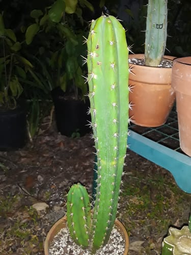Customer photo review of Noid Trichocereus Cactus | Lost Label Trichocereus
