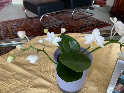 Customer photo review of Bonsaiorchidee Nazare mit weißen Blüten 3 Stielen