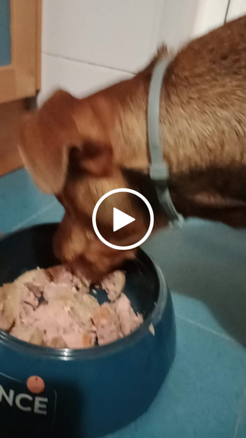 Customer video review of Mix Cocido Natural de Pollo - Ternera fresca y verduras - Naturalmente Feliz (5,4KG - 12 X 450gr)