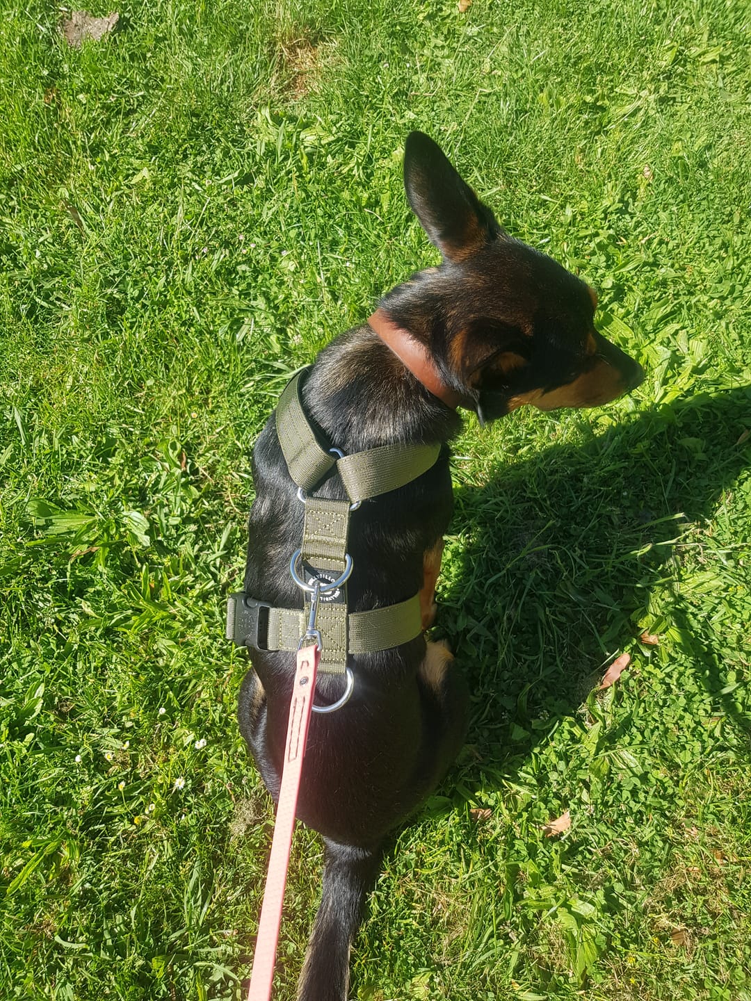 Customer photo review of Training Anti Pull TRI-Harness® | M-XL Breeds - Khaki