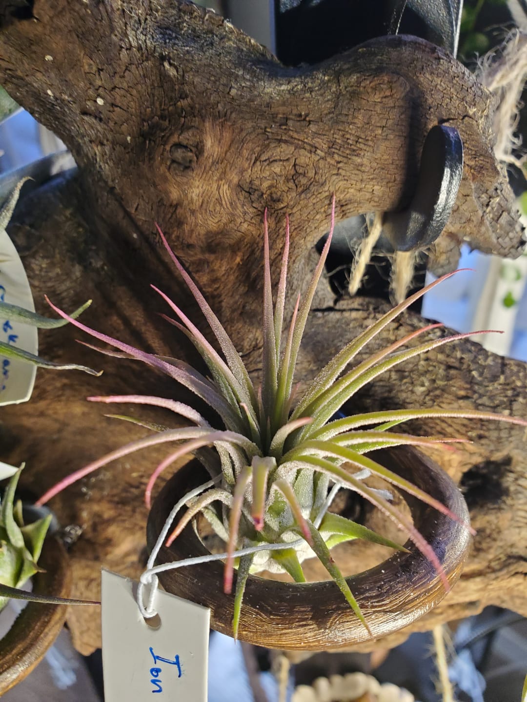 Customer photo review of Ionantha Peach