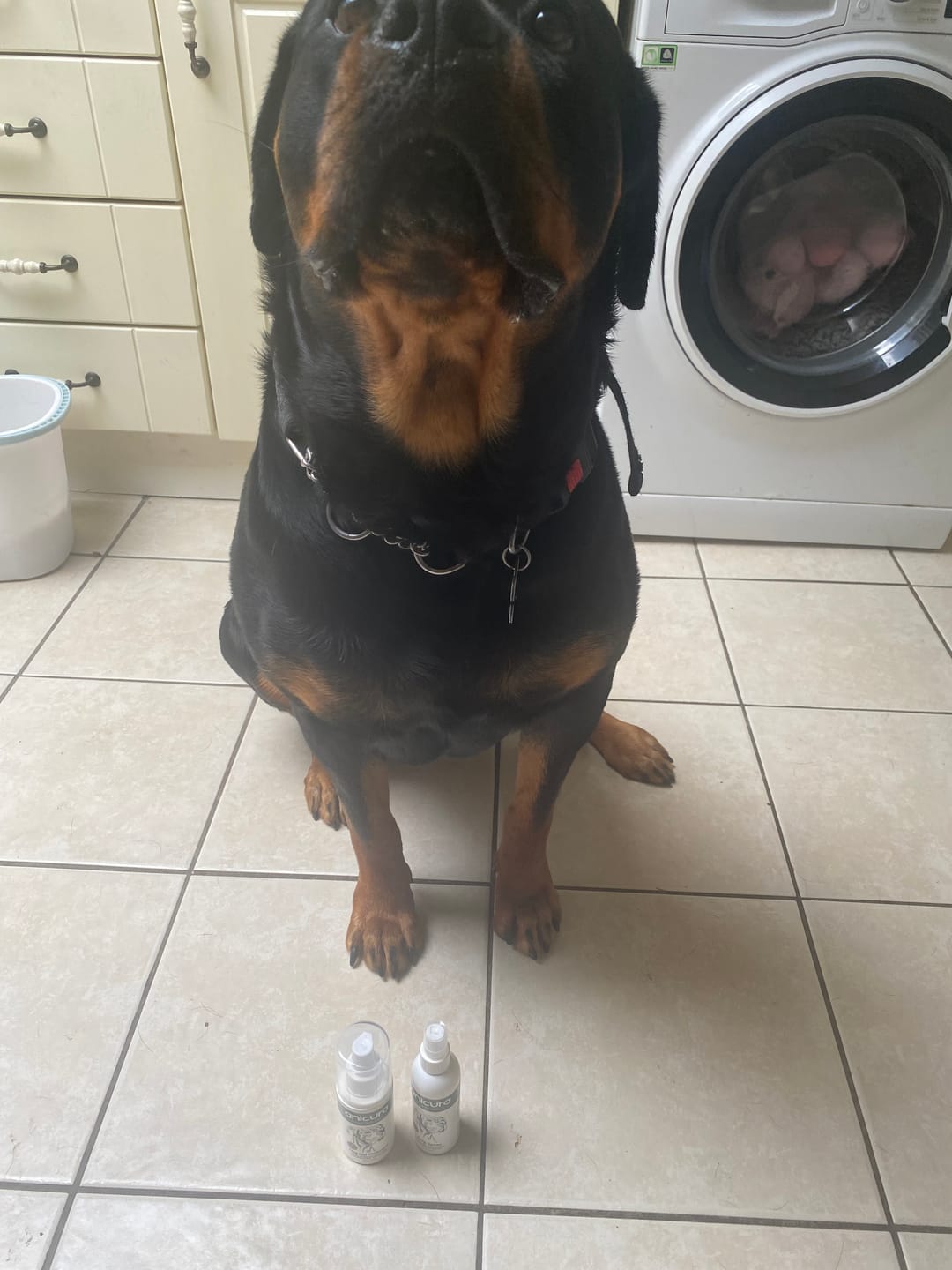 Customer photo review of Dog Gel